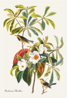 Bachman S Warbler by John James Audubon