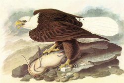 Bald Eagle 2 by John James Audubon