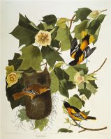 Baltimore Oriole Northern Oriole Icterus Galula From The Birds of America by John James Audubon
