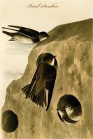 Bank Swallow by John James Audubon