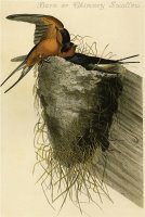 Barn Or Chimney Swallow by John James Audubon