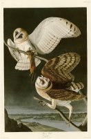 Barn Owl by John James Audubon