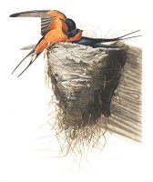 Barn Swallow by John James Audubon
