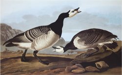 Barnacle Goose by John James Audubon