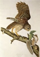 Barred Owl From Birds of America by John James Audubon