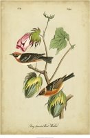 Bay Breasted Warbler by John James Audubon