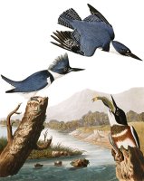 Belted Kingfisher by John James Audubon
