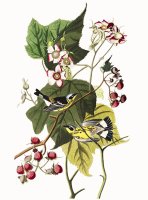 Black & Yellow Warblers by John James Audubon