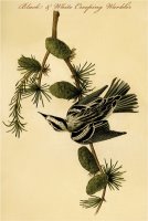 Black And White Creeping Warbler by John James Audubon