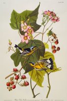 Black And Yellow Warbler by John James Audubon