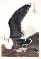Black Backed Gull by John James Audubon