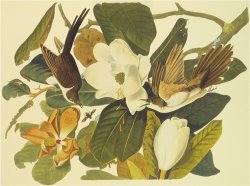 Black Billed Cuckoo by John James Audubon