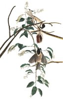 Black Capped Titmouse by John James Audubon