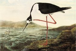 Black Necked Stilt by John James Audubon