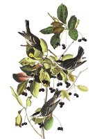 Black Poll Warbler by John James Audubon