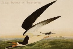Black Skimmer Or Shearwater by John James Audubon