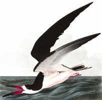 Black Skimmer, Or Shearwater by John James Audubon