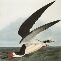 Black Skimmer Or Shearwater Black Skimmer Rynchops Niger From The Birds of America by John James Audubon