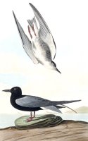 Black Tern by John James Audubon