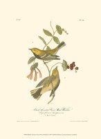 Black Throated Green Wood Warbler by John James Audubon