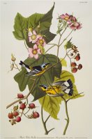 Black Yellow Magnolia Warbler Dendroica Magnolia Plate Cxxiii From The Birds of America by John James Audubon