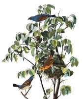 Blue Grosbeak by John James Audubon