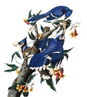 Blue Jay by John James Audubon