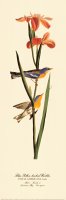 Blue Yellow Backed Warbler by John James Audubon