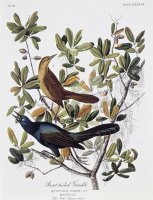 Boat Tailed Grackle Male And Female by John James Audubon