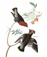 Bohemian Chatterer by John James Audubon