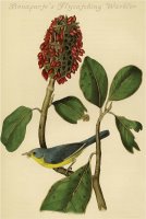 Bonaparte S Flycatching Warbler by John James Audubon