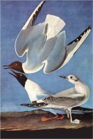 Bonapartes Gull by John James Audubon