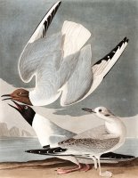 Bonapartian Gull by John James Audubon