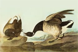 Brant by John James Audubon