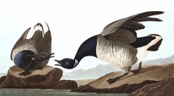Brant Goose by John James Audubon