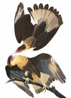 Brasilian Caracara Eagle by John James Audubon