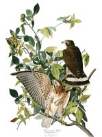 Broad Winged Hawk by John James Audubon