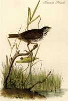 Brown Finch by John James Audubon