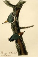 Brown Headed Nuthatch by John James Audubon