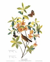 Brown Headed Worm Eating Warbler by John James Audubon