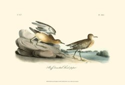 Buff Breasted Sandpiper by John James Audubon