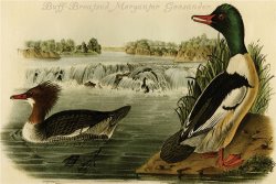 Buff Breatsed Merganter Goosander by John James Audubon