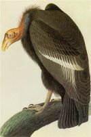 California Condor by John James Audubon