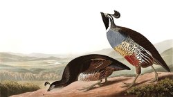 California Partridge by John James Audubon
