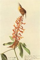 California Wren by John James Audubon