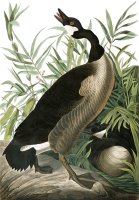 Canada Goose by John James Audubon