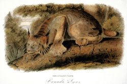 Canada Lynx 1846 by John James Audubon