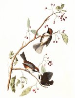 Canadian Titmouse by John James Audubon