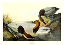 Canvas Backed Duck by John James Audubon