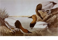 Canvasback Duck by John James Audubon